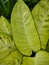 The aglonema ornamental plant, the type of diven tissue, has a clean yellowish white leaf color