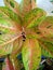 aglonema plant or sri sustenance or called the king of leaves with the Latin name Chinese evergreen