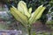 Aglonema plants as ornamental plants