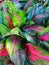 Aglonema plants have a pretty attractive color in the middle of bright pink and the edges have a bright green color