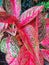 Aglonema plants have wide red leaves and green spots