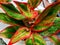Aglonema Red Siam Aurora is a type of red aglaonema that has a timeless beauty
