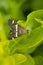 Aglossa cuprina, the grease moth, is a snout moth, family Pyralidae, described by Philipp Christoph Zeller in 1872, Satara
