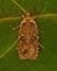 Agonopterix heracliana Common Flat-body