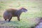 Agouti agoutis or Sereque rodent on green grass. Rodents of the Caribbean.