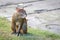 Agouti agoutis or Sereque rodent sitting on the grass. Rodents of the Caribbean.