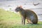 Agouti agoutis or Sereque rodent sitting on the grass. Rodents of the Caribbean. Copy space