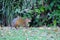 Agouti, aguti or common agouti, Dasyprocta, family of the Dasyproctidae, a rodent with brown fur, Pantanal, Brazil