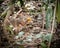 Agouti in Costa Rican forest