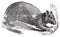 Agouti or Dasyprocta agouti engraving