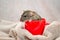 Agouti dumbo gray rat, with funny ears sits in red cup on light fluffy fabric, symbol of new year 2020, with copyspace