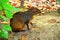 Agouti - Giant Rodent