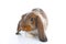 Agouti rabbit. Baby bunny lop on isolated white studio background. Lop eared brown agoutu colored rabbit. Pet photos.