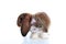 Agouti rabbit lop on isolated white studio background. NHD young baby bunny. Cute lop eared pet rabbit. Animal photos.