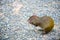 Agouti rodent sitting and holding food in Honduras