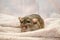 Agouti standard dumbo gray rat, with funny ears, hiding on soft cozy fabric, symbol of the new year 2020, with copyspace