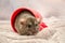 Agouti standard dumbo gray rat, with funny ears sits in red cup on fluffy fabric, symbol of year 2020, with copyspace