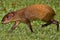 Agouti trotting along in Monteverdi Cloud Rainforest Reserve, Costa Rica.