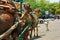 Agra, India : Camel cart carriage for tourists near Tajmahal due to prohibition of petrol / diesel vehicle within