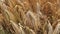 Agrarian Farmer holds a spikelet of golden color of ripe,Organic Natural winter Wheat processed into flour,and feed for