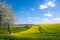 Agrarian field with flowering rape in beautiful rural landscape with horse on pasture and blossoming cherry tree in spring.