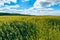 Agrarian industry. Wheat field . green field with ears of wheat in the summer