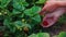 agrarian life, woman hand gardening in strawberry plant garden in the backyard