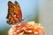 Agraulis Vanillae, Gulf Fritillary butterfly