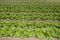 Agrculture and farms - leafy vegetables