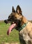 Agressive Belgian shepherd 4