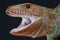 Agressive lizard / Dracaena guianensis