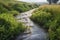 agri runoff entering a river, with fish and water plants visible