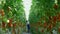 Agri scientist checking quality of growing tomatoes tablet in bright warm farm