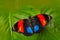 Agrias amydon butterfly sitting on the green leave in the nature habitat. Big butterfly in tropic forest, Colombia wildlife.