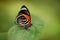 Agrias amydon, dark blue and red butterfly sitting on the green leaves in the ttropic jungle forest in Brazil in South America.