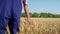 Agribusiness, elderly man farmer walks across field and touches ripe ears of wheat with his hands