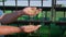 Agribusiness, farmer with harvested soybean in hands pouring on background of green combine