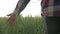 Agribusiness, farmer man hand touches spikelets while walking on green grain field against sky