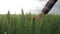 Agribusiness, male hand touches green plants close up, farmer man walking among barley crops in field on background of