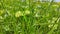 An agricultre field of pumpkin and grass.