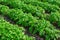 Agricultural activities. Rows of green potato bushes. Potato field