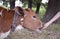 agricultural animal calf. animal calf grazed in a meadow. bullocks farm animal