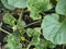 Agricultural background. Melon garden in a private vegetable garden.Small melon fruits peek through the green tops