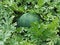 Agricultural background.Watermelon grows in a vegetable garden in a garden bed among green tops