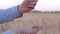 Agricultural business, man farmer pours good harvest of golden wheat grains slowly from hand to hand in reaped bread