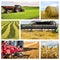 Agricultural collage. Collection of agricultural images