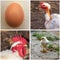 Agricultural collage of photos of eggs, chicken, rooster and chicken