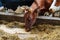 Agricultural concept, diary cows eating a hay in modern free livestock stall