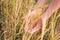 Agricultural crop plant rye, rye field at sunset in sunlight, grain harvest, grain crop, female hand holding ears