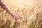 Agricultural crop plant rye, rye field at sunset in sunlight, grain harvest, grain crop, female hand holding ears